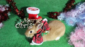 クリスマスウサギ (14)